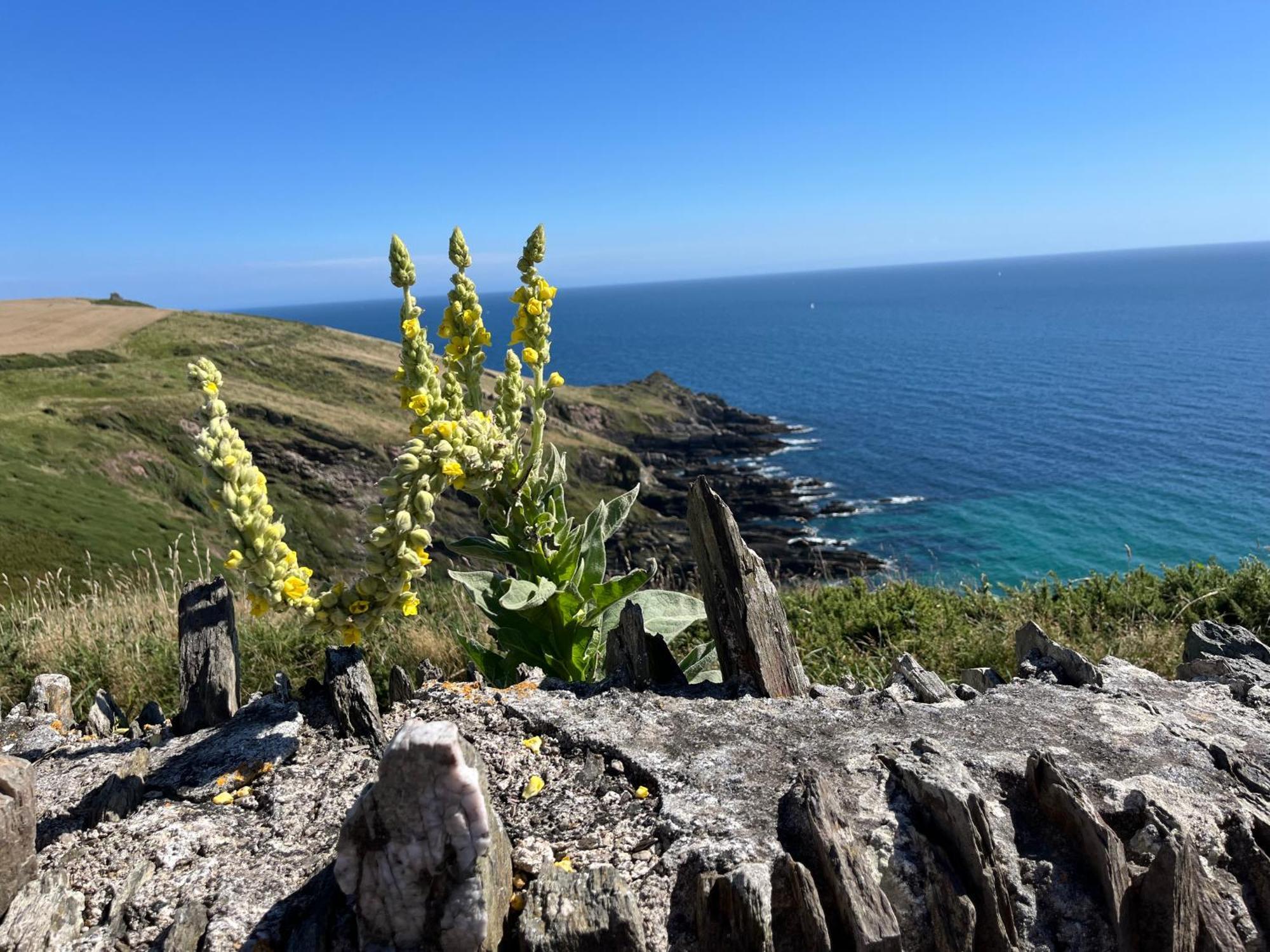 Pilchards Cottage Noss Mayo Luaran gambar